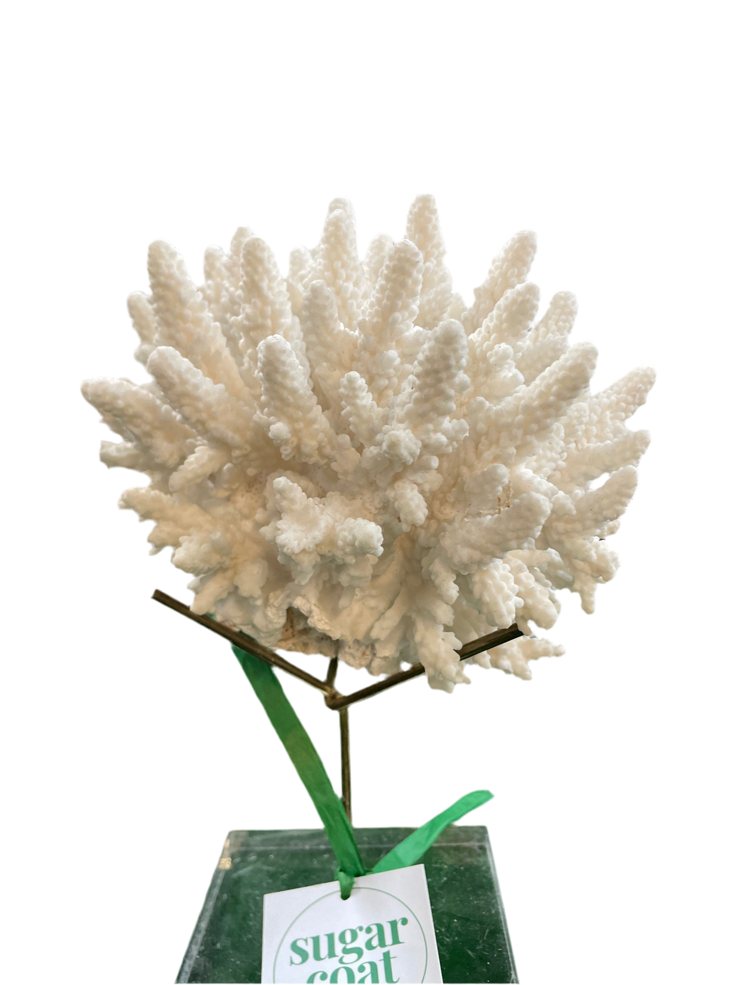 Genuine Natural Coral Specimen on Stand
