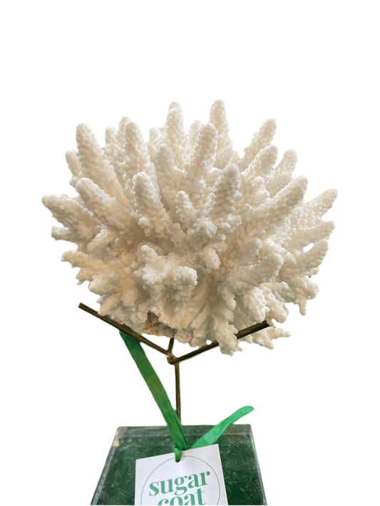 Genuine Natural Coral Specimen on Stand