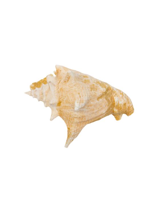 Natural Conch Shell