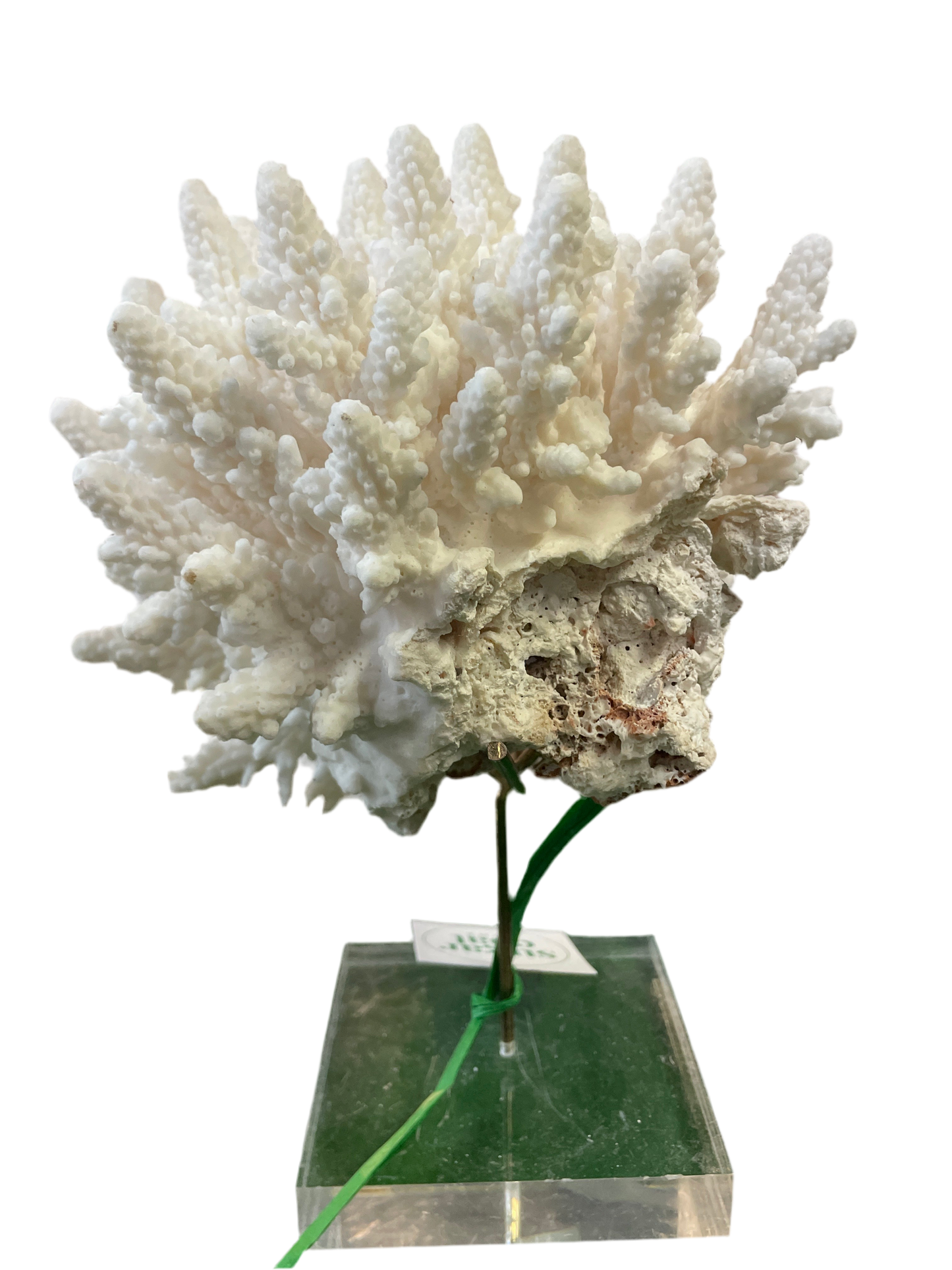 Genuine Natural Coral Specimen on Stand