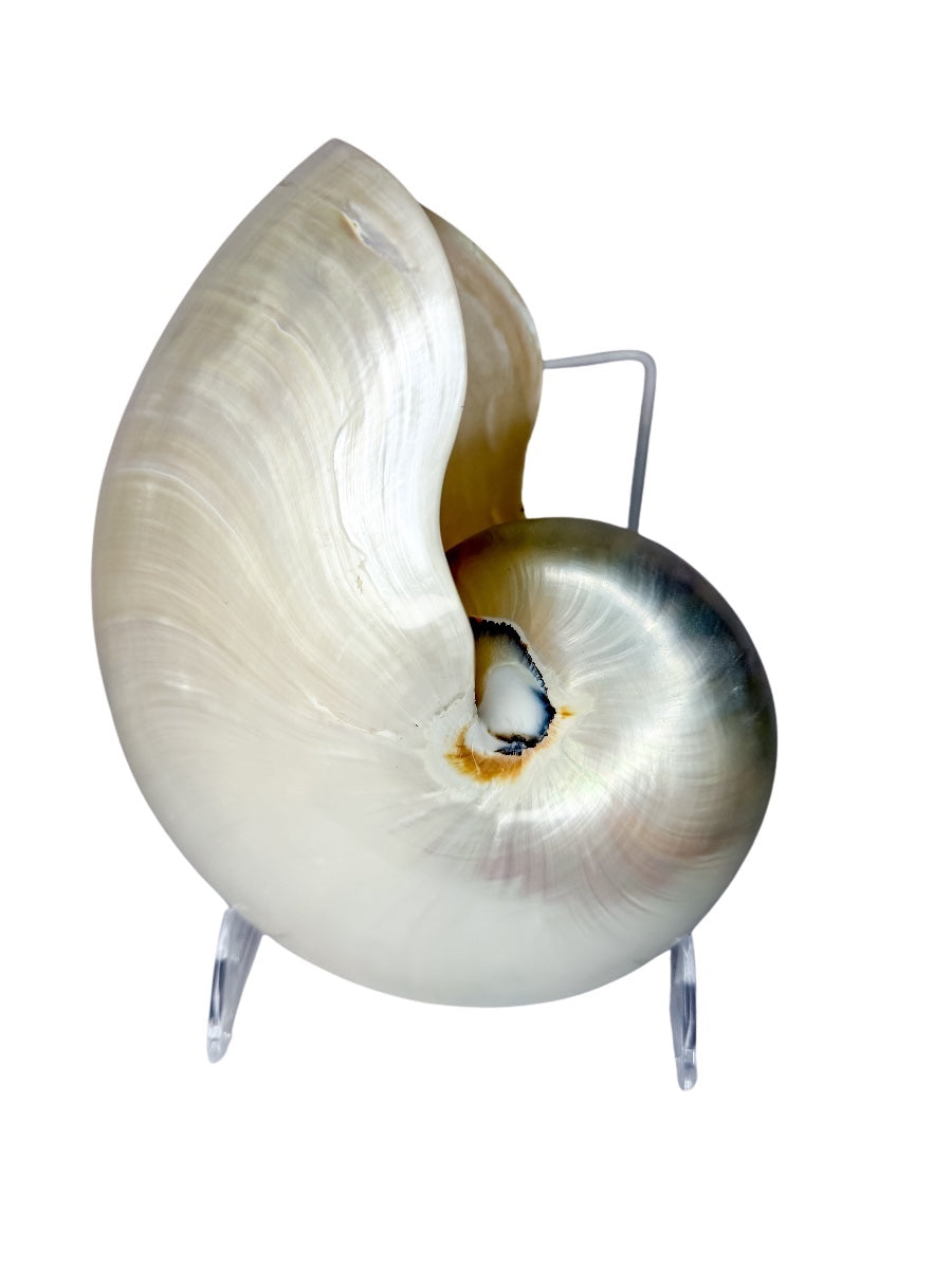 XL Polished Nautilus Shell Specimen