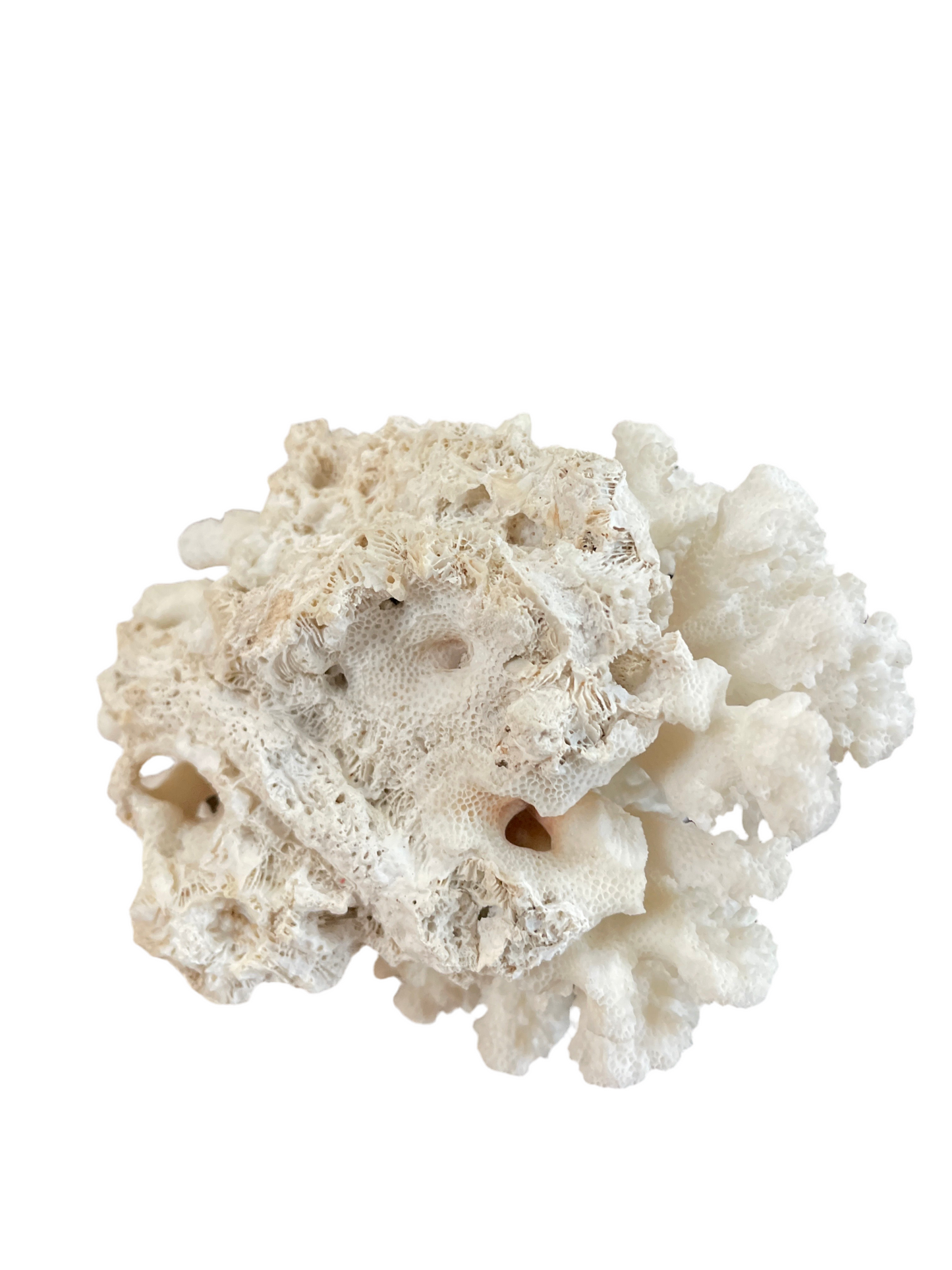 Genuine Natural Coral specimen