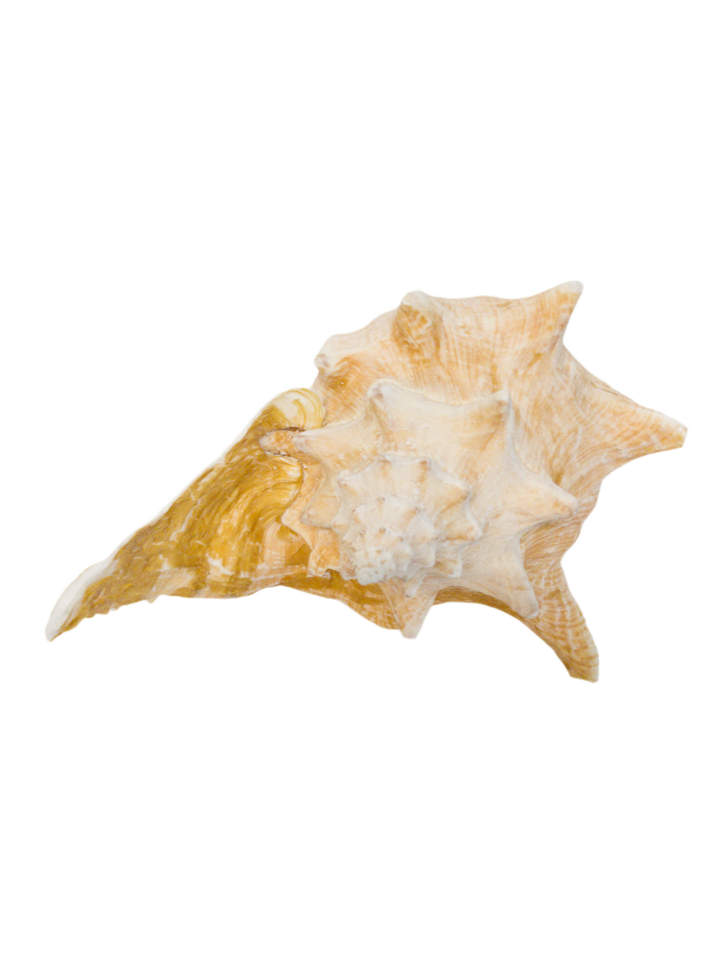 Natural Conch Shell