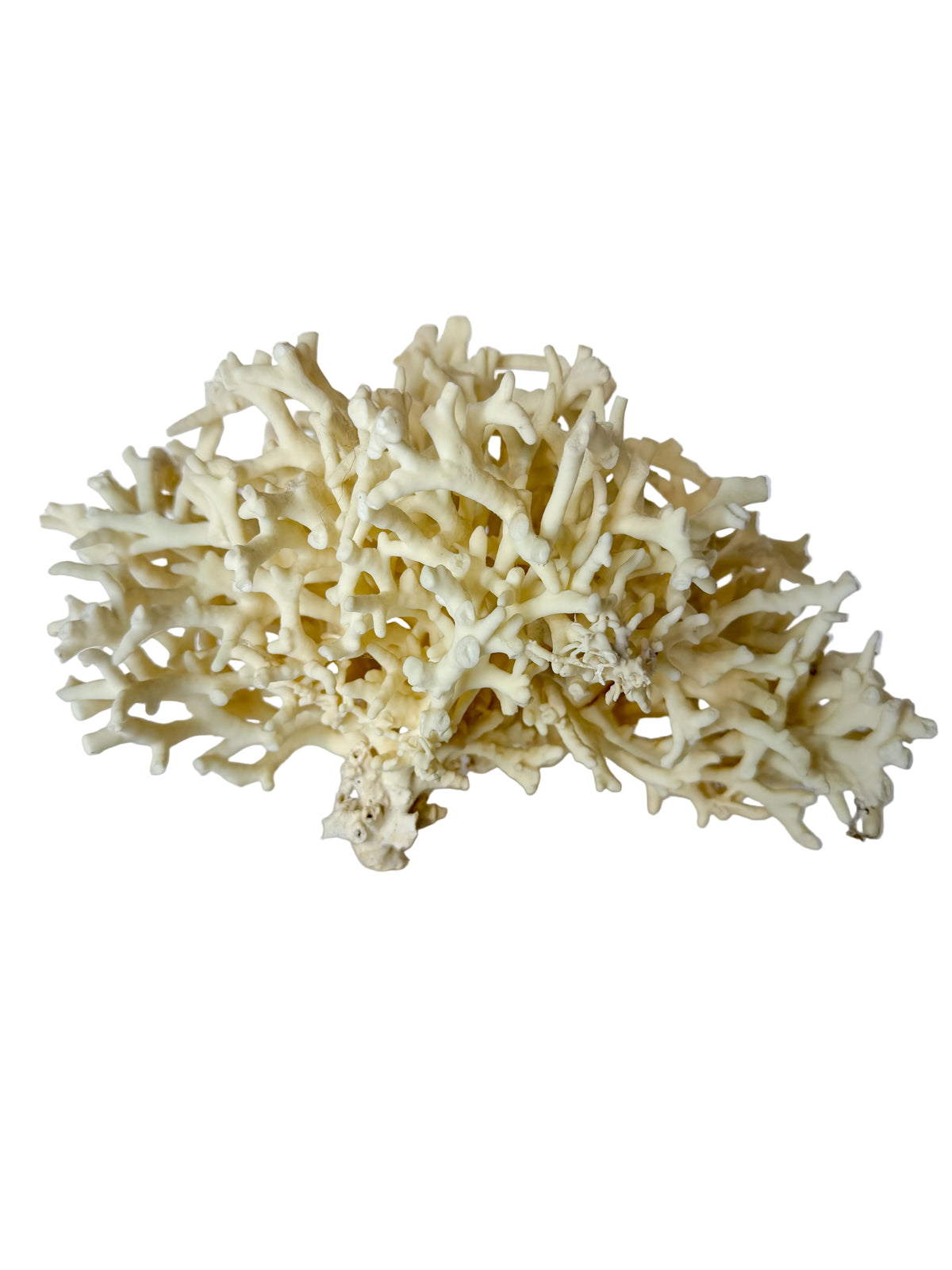 Natural White Birds Nest Coral Specimen