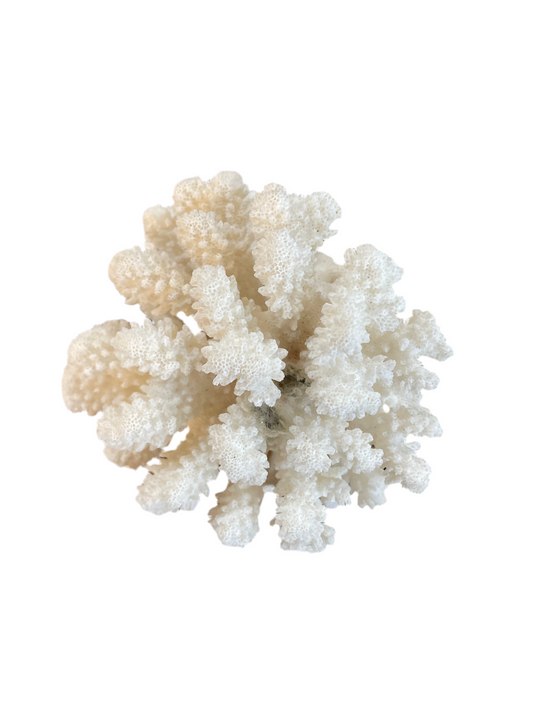 Genuine Natural Coral specimen