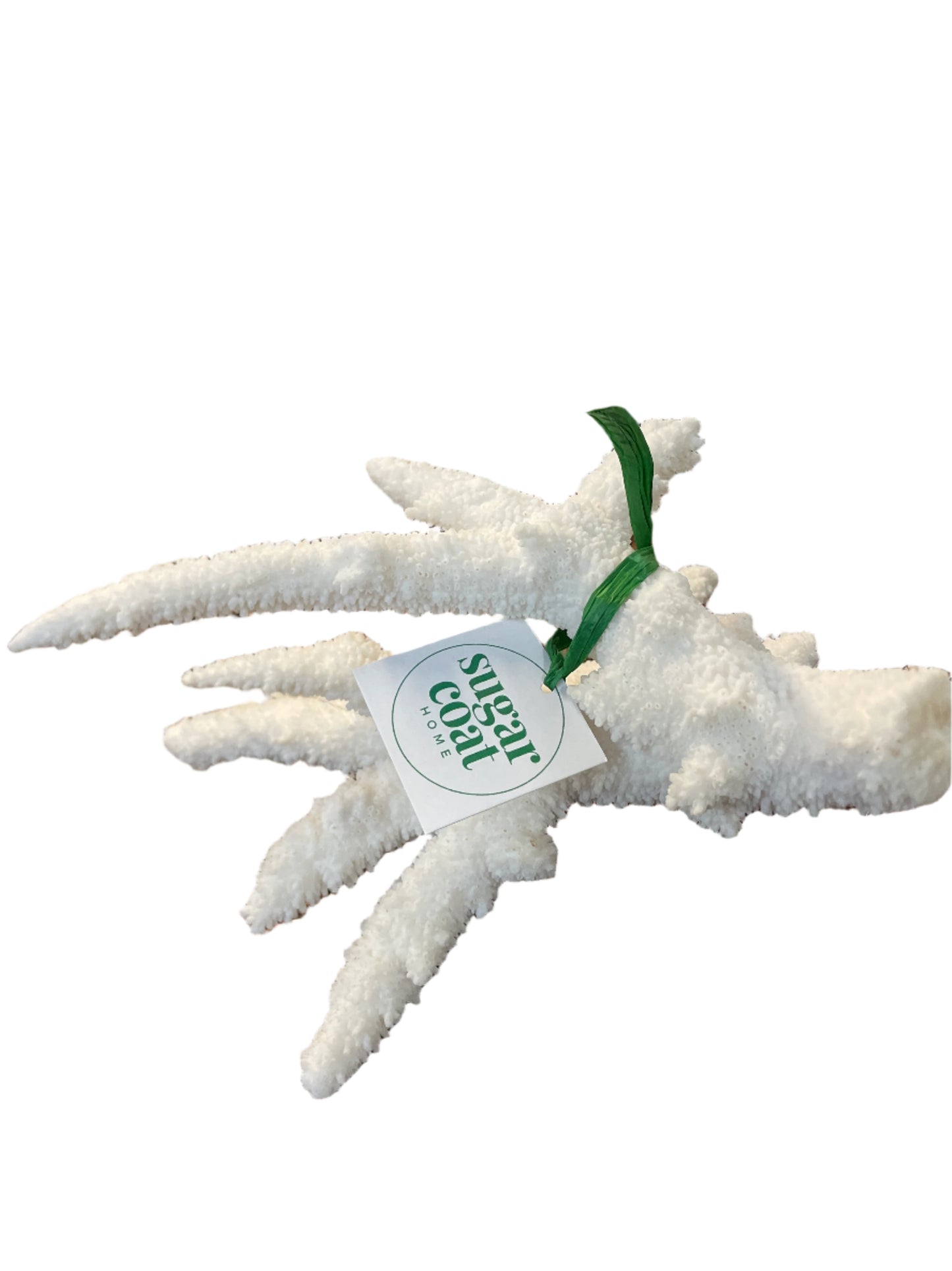 Genuine Natural Coral specimen