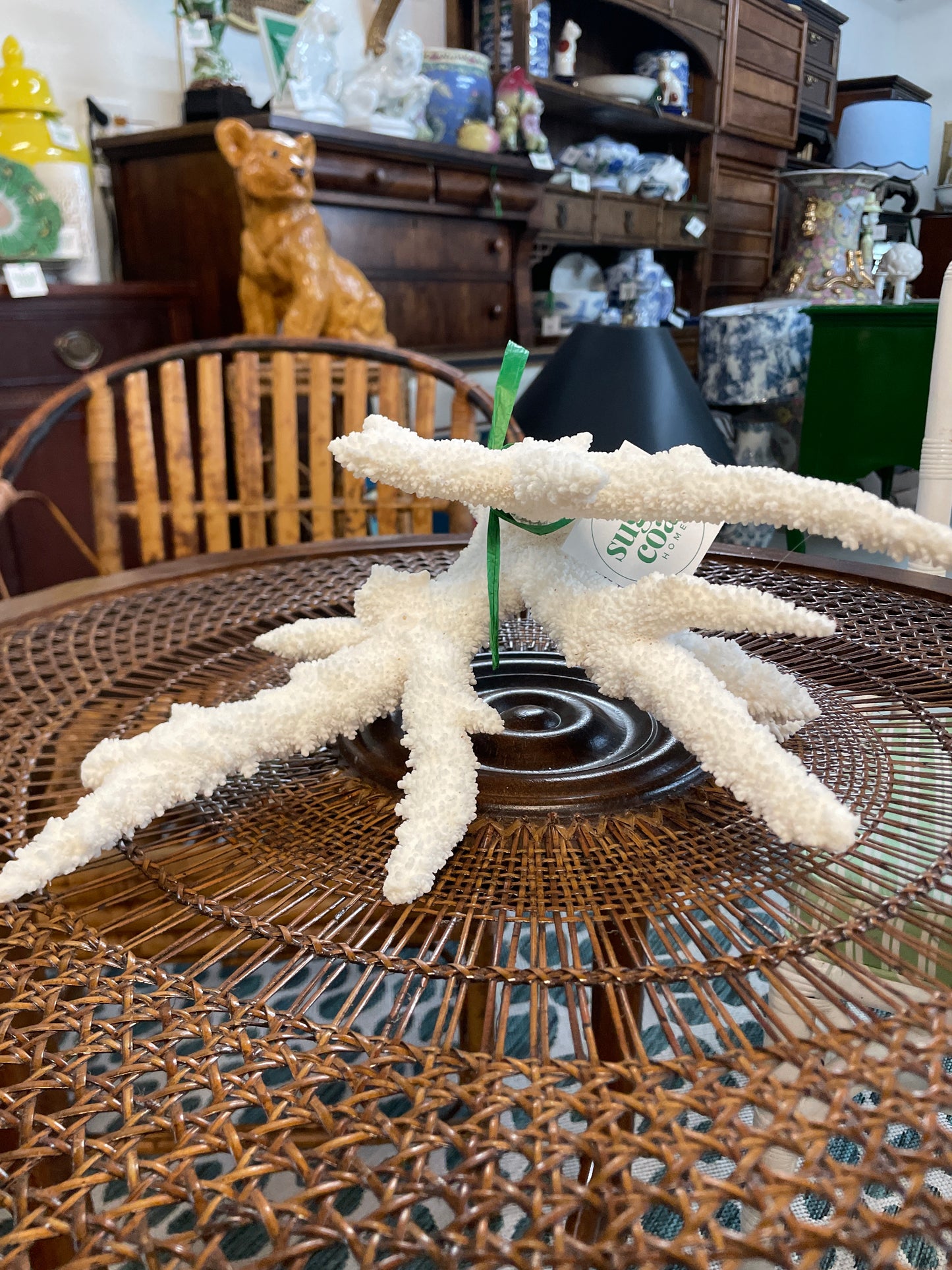 Genuine Natural Coral specimen