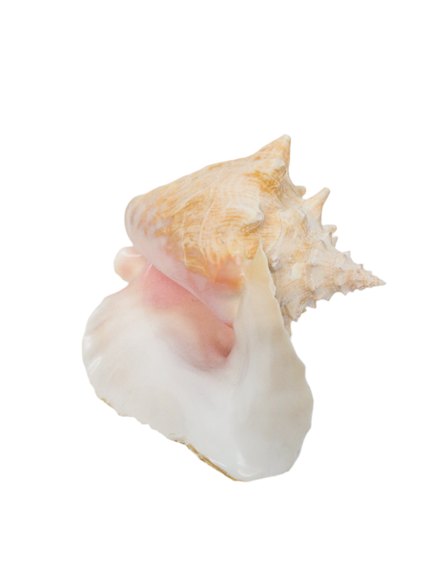 Natural Conch Shell