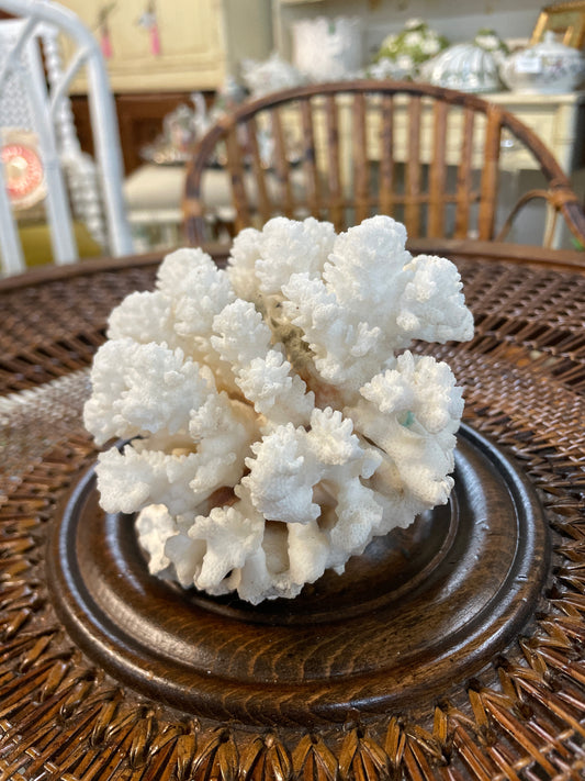 Genuine coral specimen