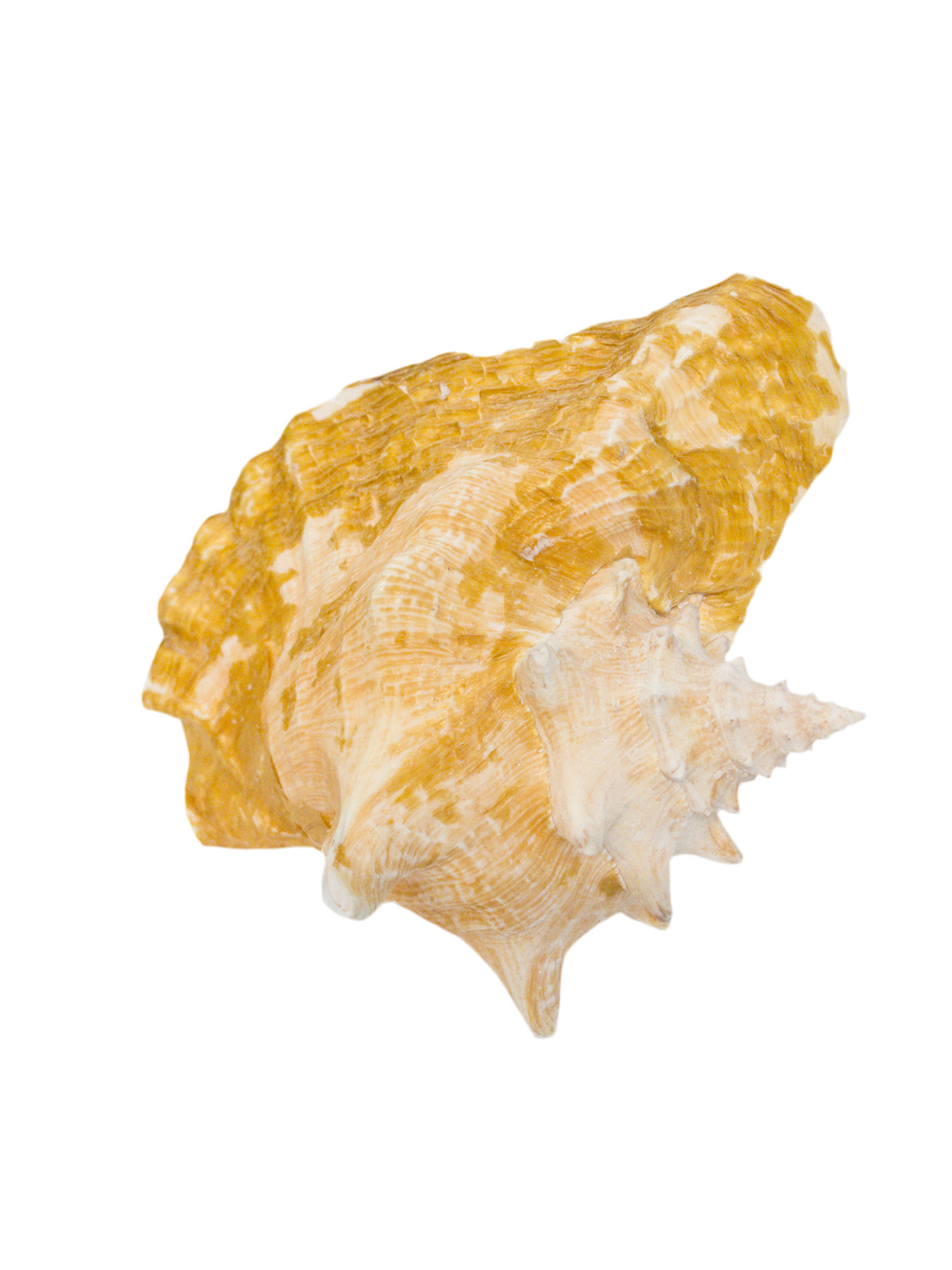 Natural Conch Shell