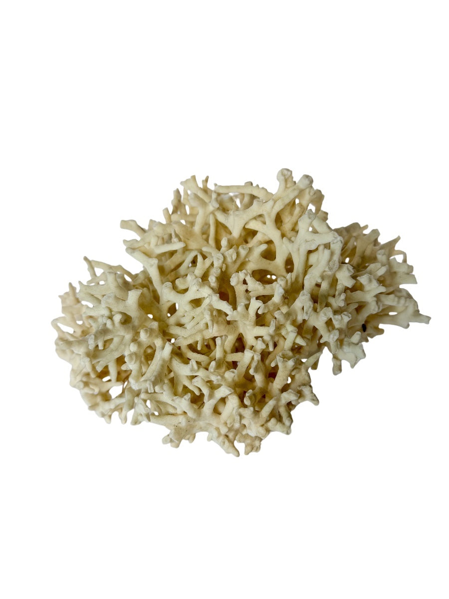 Natural White Birds Nest Coral Specimen
