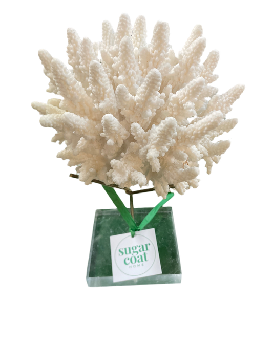 Genuine Coral Specimen on Stand