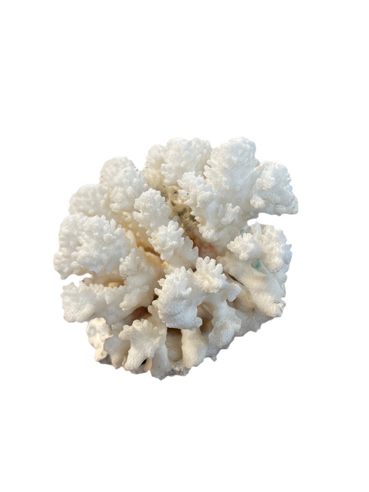 Genuine Natural Coral specimen