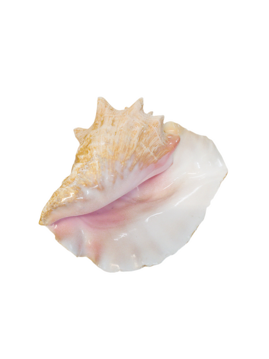 Natural Conch Shell