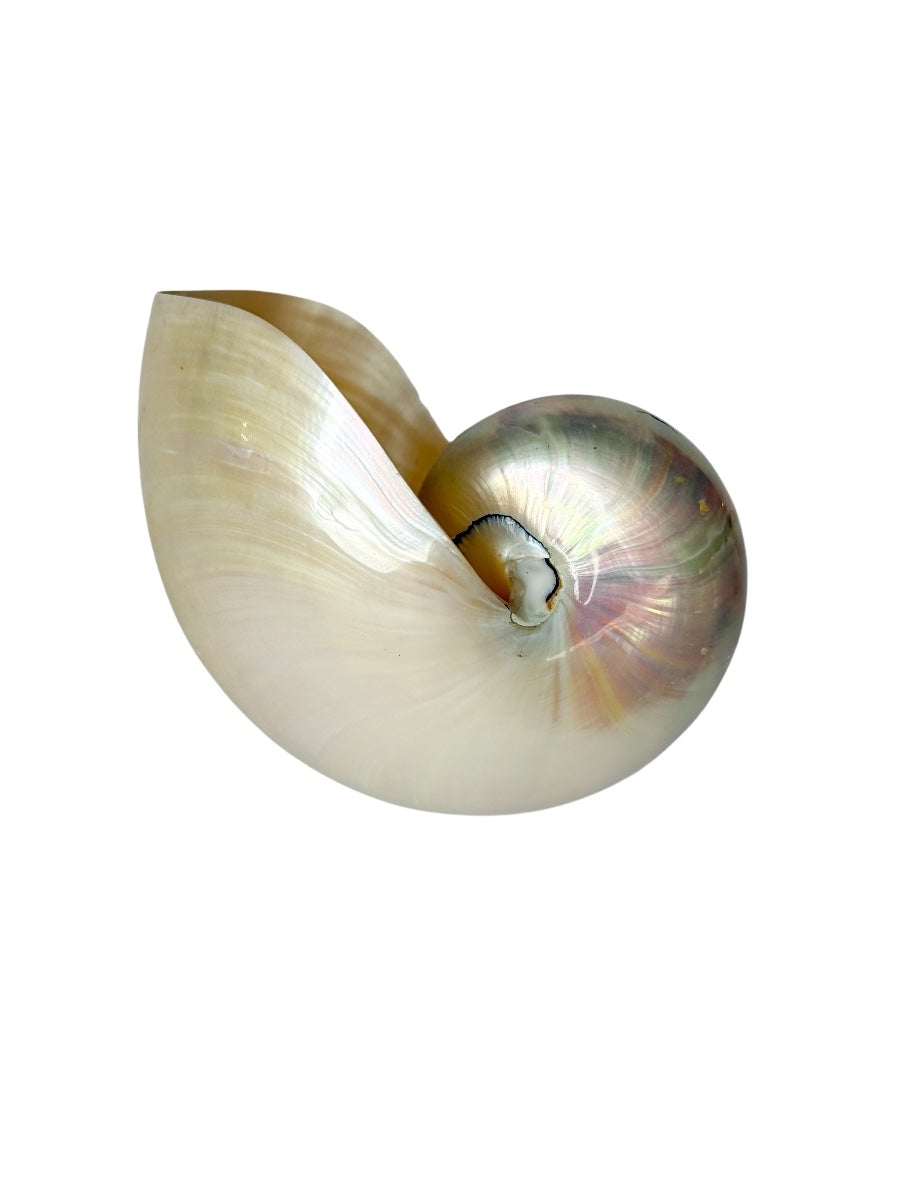 Polished Pearlescent Nautilus Shell