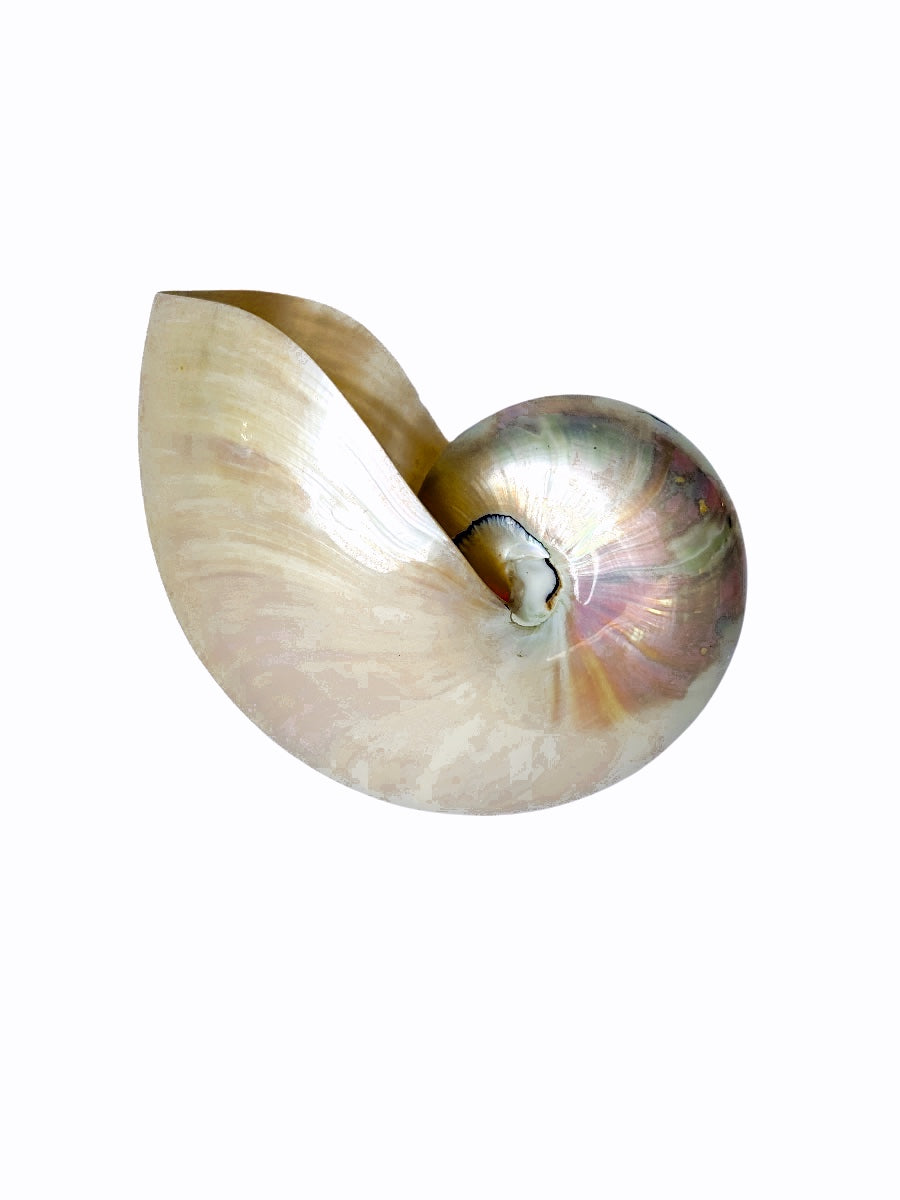 Polished Pearlescent Nautilus Shell Natural Decorative